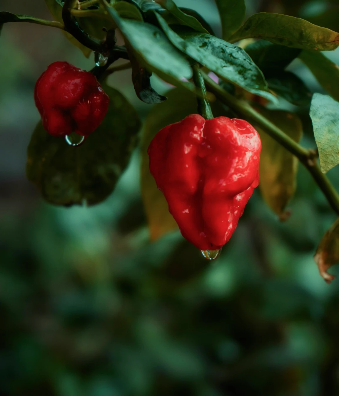 Naga Chilli plant